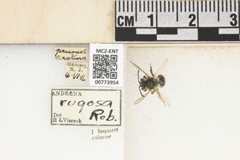 Media type: image;   Entomology 773954 Aspect: Labels